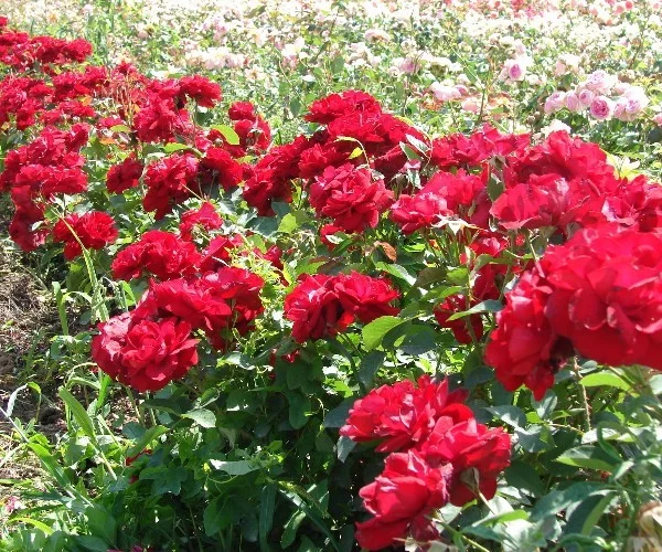 Rosebush Lili Marleen