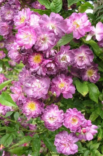 Rosenstrauch Veilchenblau