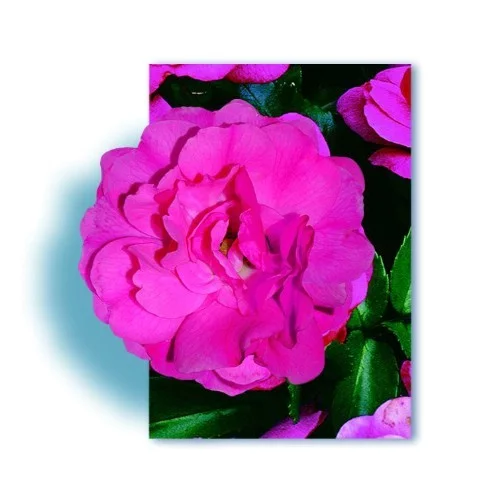 Rose EMERA ® Noatraum