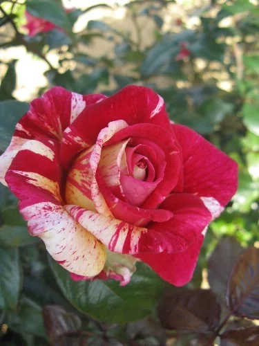 Rose BROCELIANDE ® Adaterhuit