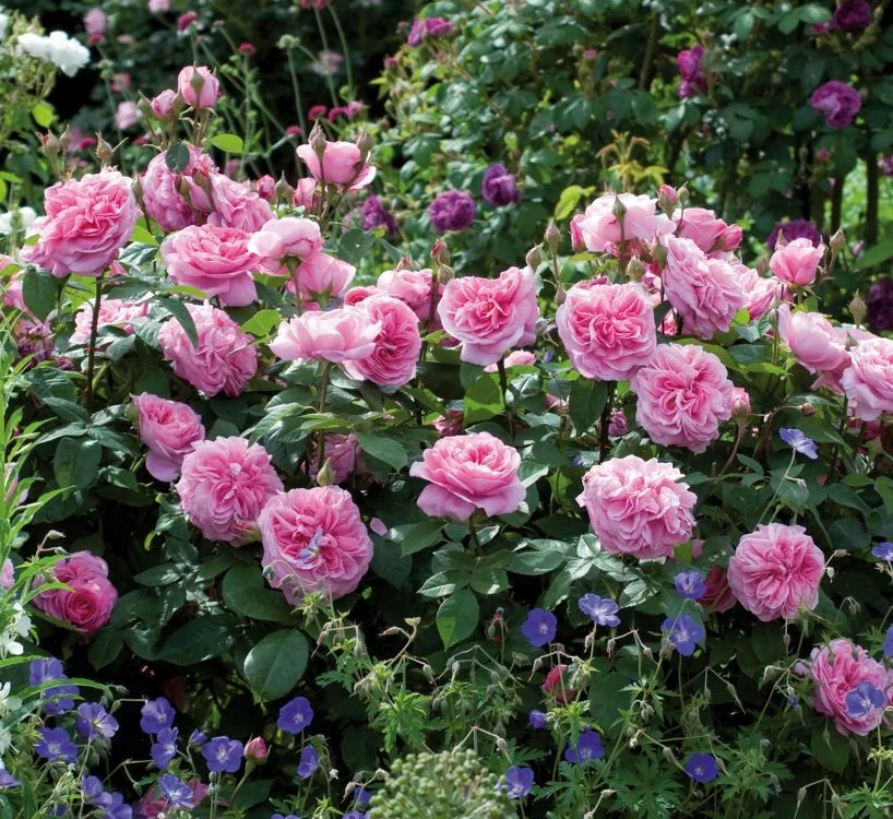 Rose GERTRUDE JEKYLL ® Ausboard