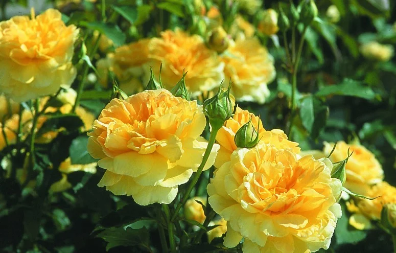 Rose MOLINEUX ® Ausgold