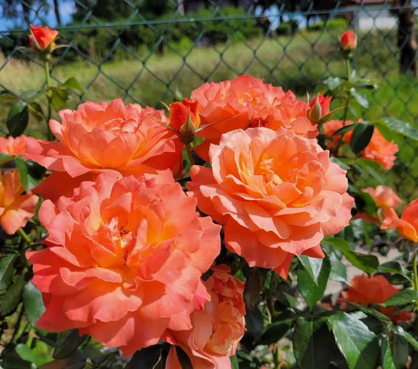 Rosebush Fellowship ® Harwelcome