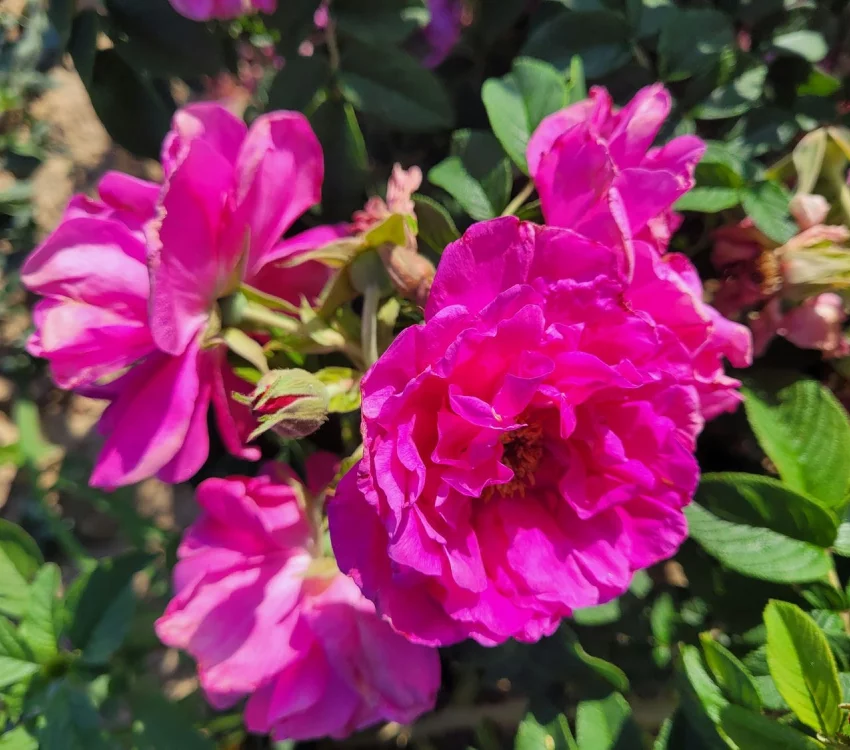 Rosebush Pierrette Rugosa