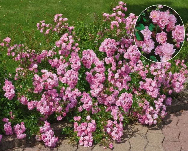 Rosier The Fairy - Rosiers couvre-sol et tapissants