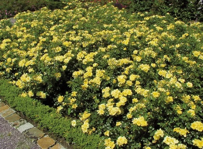 Rosebush Suneva ® Noalesa