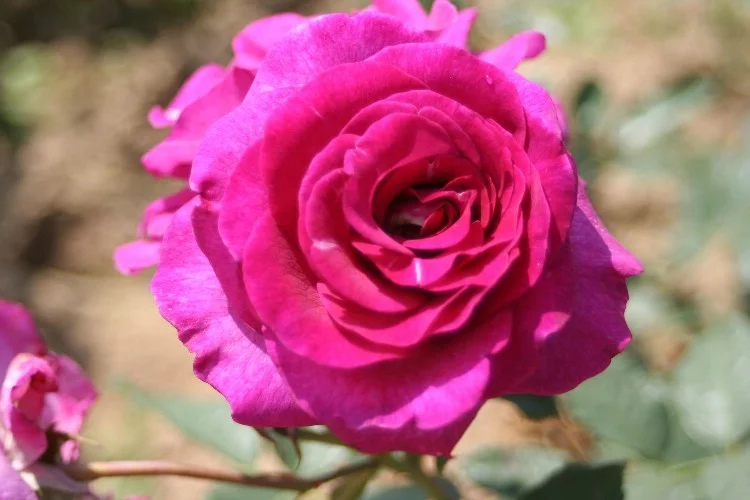 Rosier VIOLETTE PARFUMEE® Dorient - Rosiers à grandes fleurs