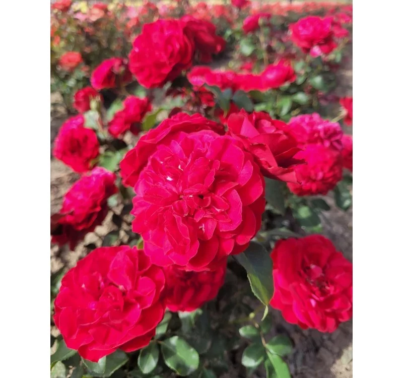 Rosier Mona Lisa® Meilyxir - Rosiers à massifs