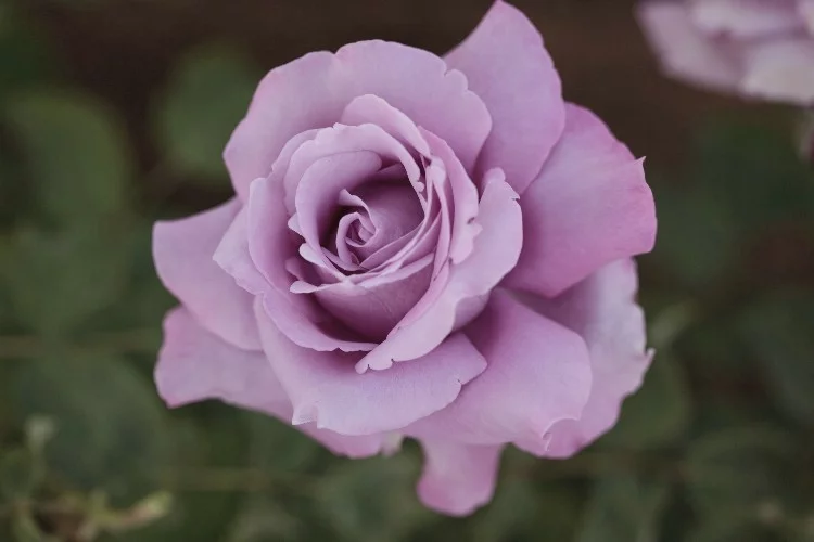 Rosenstrauch Charles De Gaulle ® Meilanein
