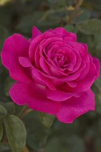 Rosier Sexy Perfumella ® Meimirtylus - Rosiers à grandes fleurs