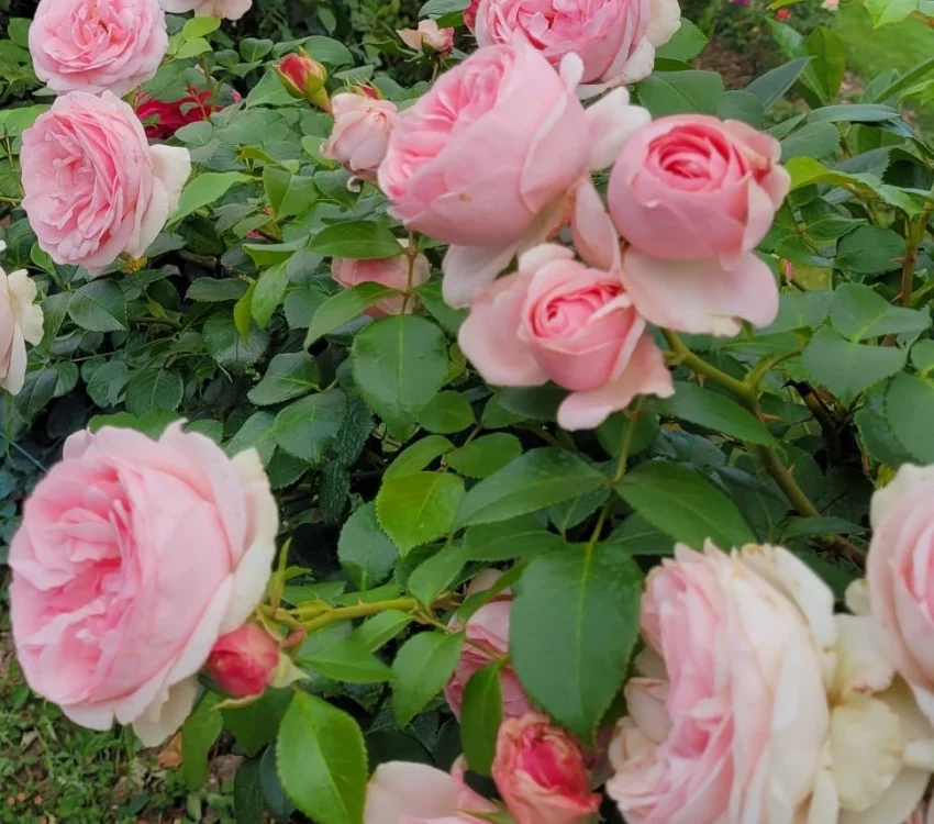 Rosebush l' Alhambra ® Tan97289