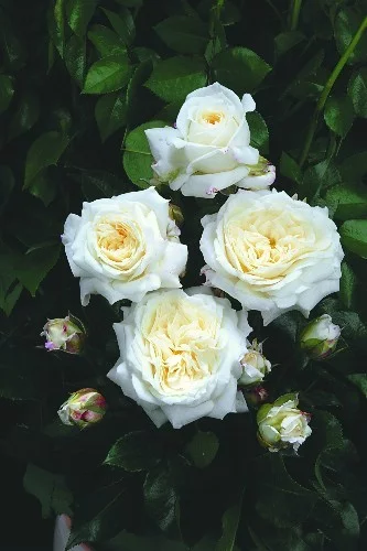 Rosebush Champollion ® Tan02226
