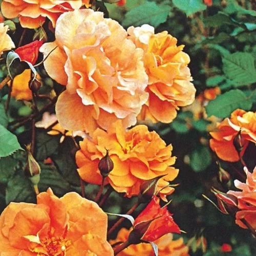 Rosebush Westerland
