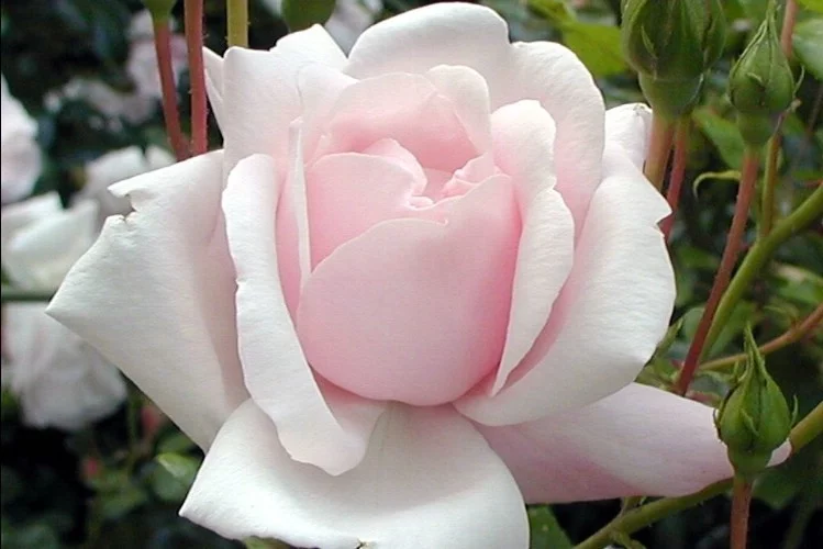 Rosebush New Dawn