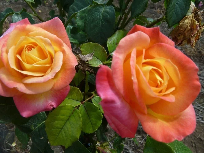 Rosier TIGE 100 cm ORIENTAL PEACE® Baipeace - Rosiers tiges et pleureurs