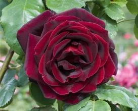 Rosenstrauch Papa Meilland ® Meicesar