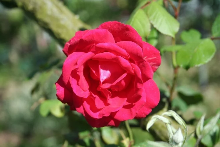 Rosebush Paul's Scarlet Climber