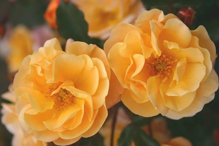 Rosier Calizia ® Noa97400A - Décorosiers