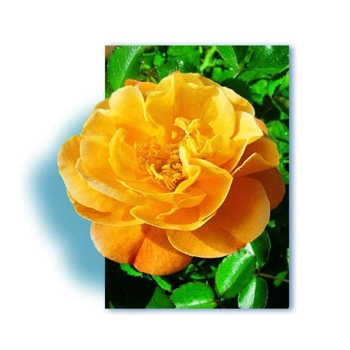 Rosebush Calizia ® Noa97400A