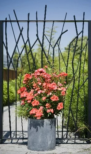 Rosier Isalia ® Noat1804 - Décorosiers