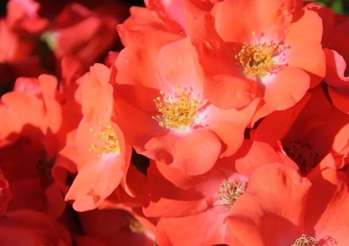Rosebush Isalia ® Noat1804
