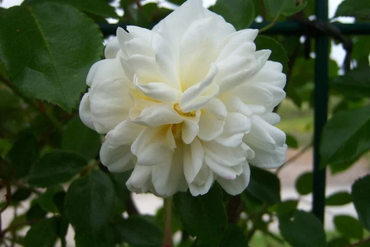 Rosebush Alberic Barbier