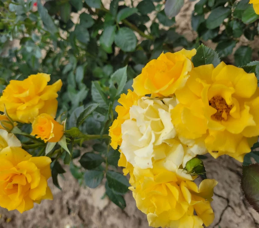 Rosebush Gold Cottage ® Dicentice