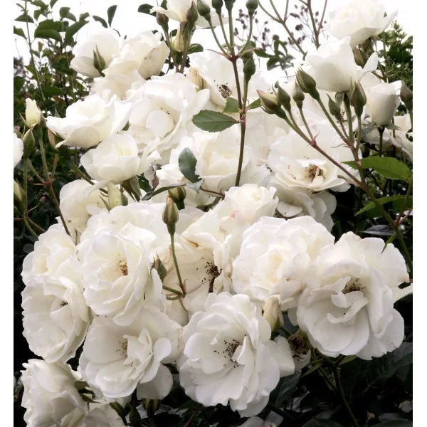 Rosa ICEBERG CLG Climbing