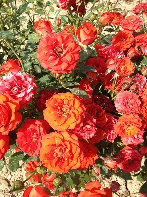 Rosal Orange Symphonie ® Meininrut