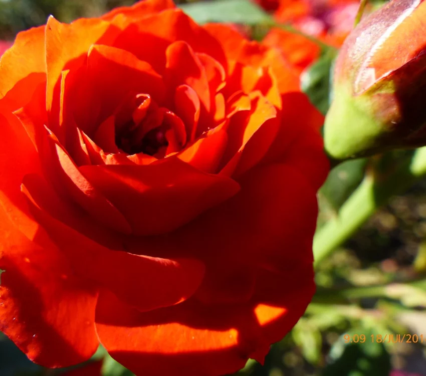 Rosier Orange Symphonie ® Meininrut - Rosiers nains