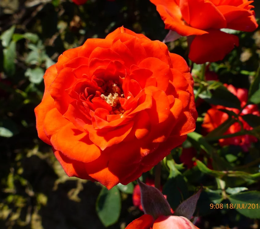 Rosier Orange Symphonie ® Meininrut - Rosiers nains