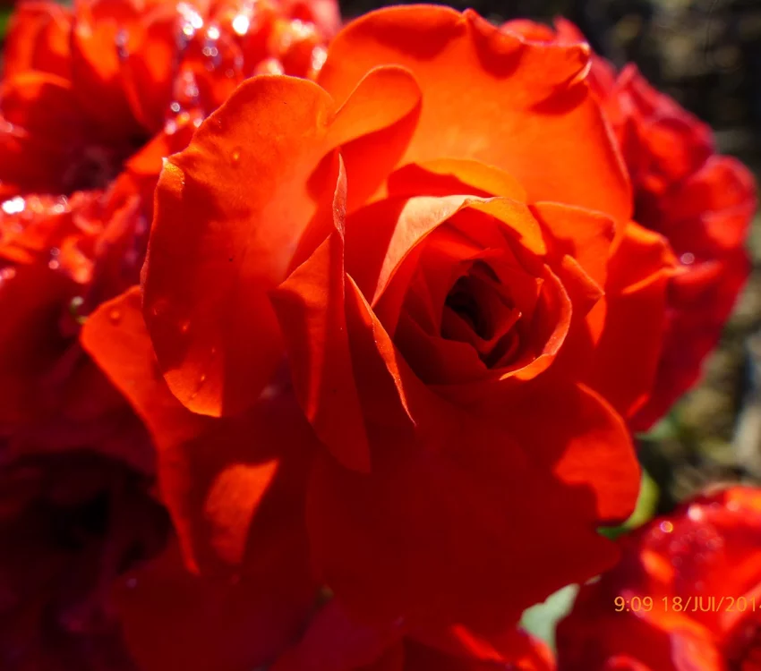 Rosier Orange Symphonie ® Meininrut - Rosiers nains