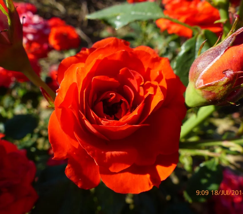 Rosier Orange Symphonie ® Meininrut - Rosiers nains