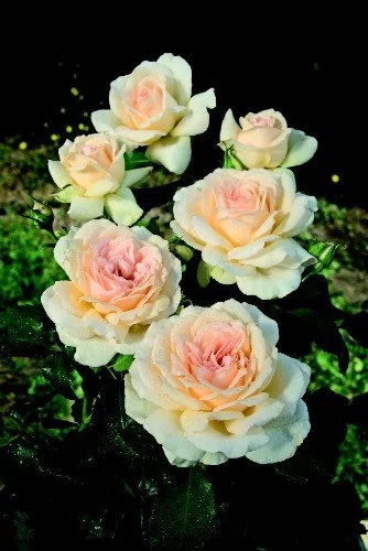 Rosenstrauch Sweet Love ® Harmisty