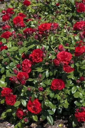 Rosebush Tilt Symphony ® Meivraivou