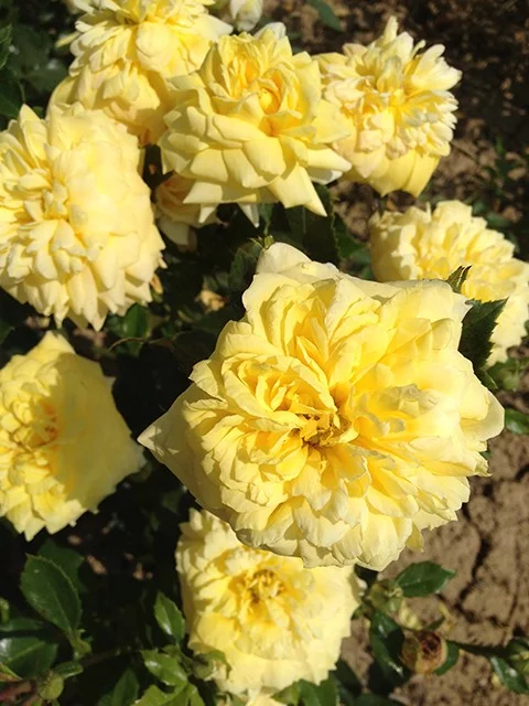Rosier TIGE 100 cm GOLDEN DELIGHT - Rosiers tiges et pleureurs