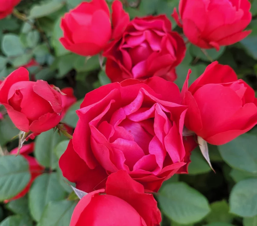 Rosebush Cherry Bonica ® Meipeporia
