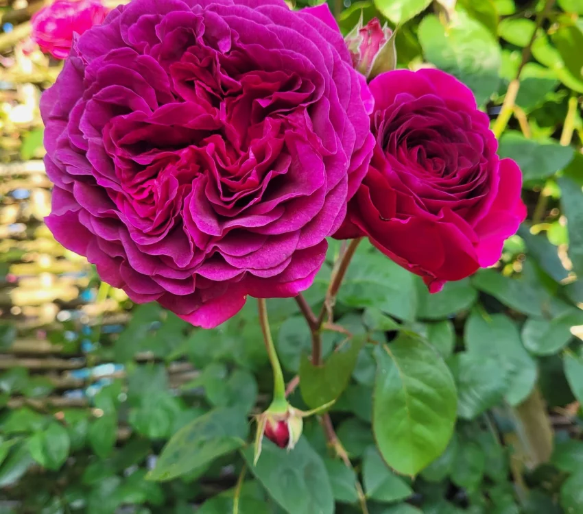 Rosebush Purple Lodge ® Ora2437