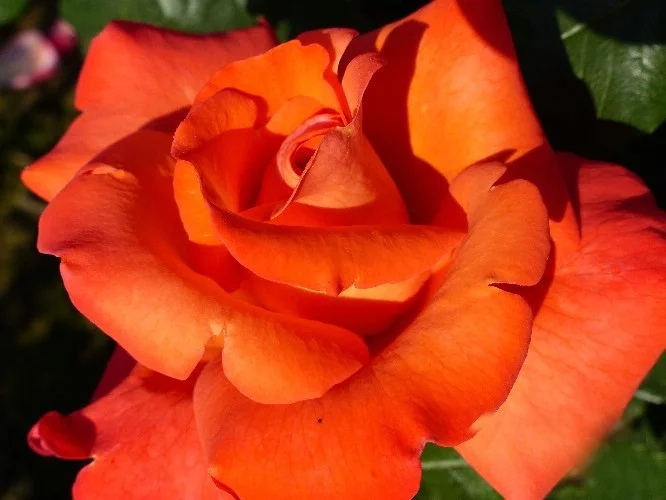 Rose CHRISTOPHE COLUMB ® Meironsse