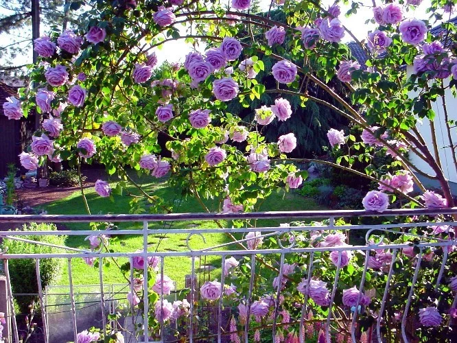 Rosebush Sissi CLG ® Peksisar