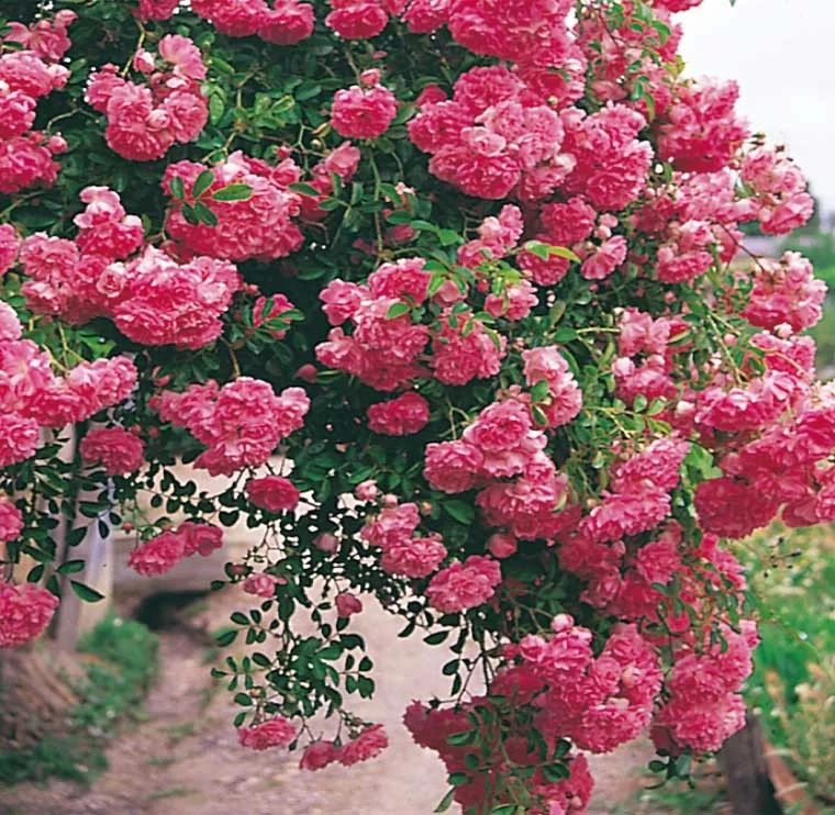 Rosier Pleureur 120 cm SUPER DOROTHY PERKINS - Rosiers tiges et pleureurs