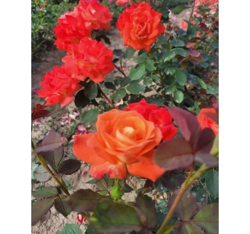 Rosebush Fresco ® Ruico
