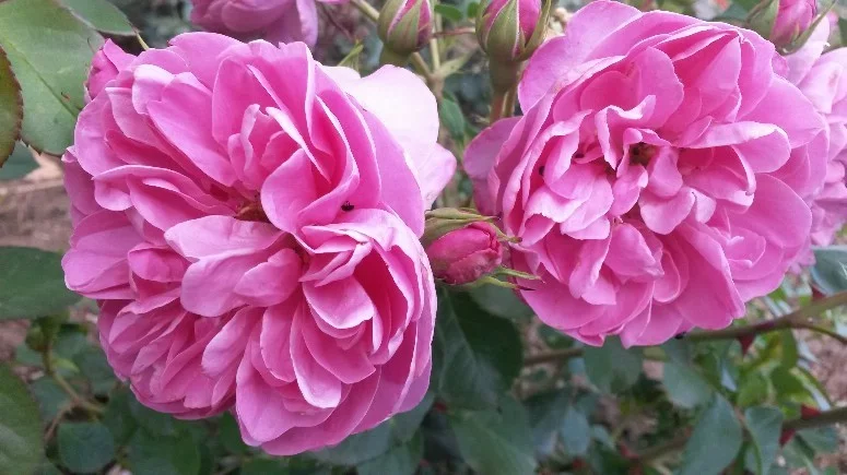 Rosebush Allegro GP ® Meileodevin