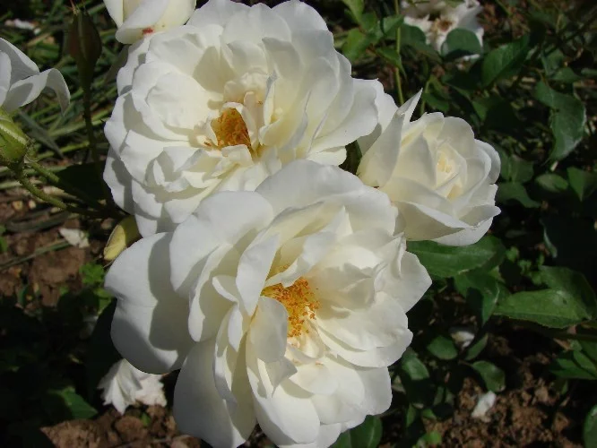 Rosebush Iceberg (FEE DES NEIGES)