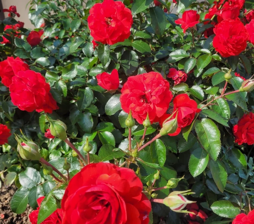 Rosebush Scarlet Bonica ® Meiscarlebo