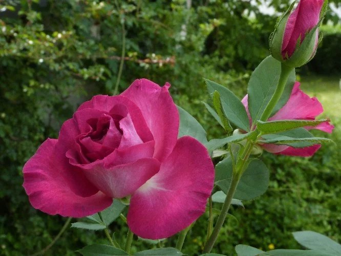 Rosier Hot Pink ® Dorgevi - Rosiers à grandes fleurs