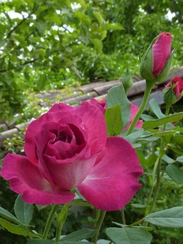 Rosier Hot Pink ® Dorgevi - Rosiers à grandes fleurs