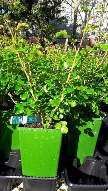 Rosier OPALIA ® Noaschnee - Décorosiers