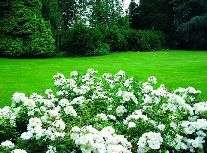 Rose OPALIA ® Noaschnee