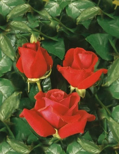 Rosebush Nuage Parfumé ® Tanellis